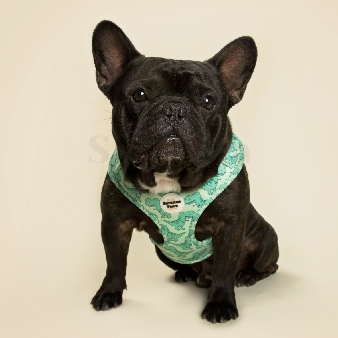 French bulldog harness outlet australia