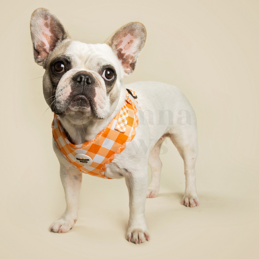 Orange Gingham - Harness