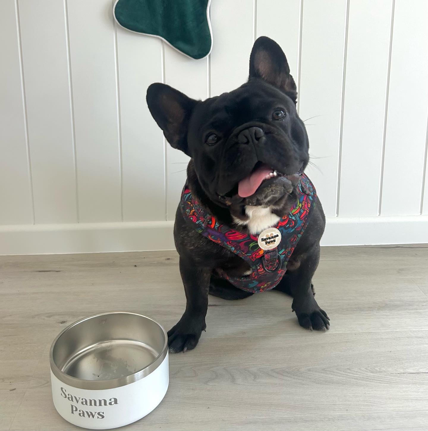 Stainless Dog Bowls