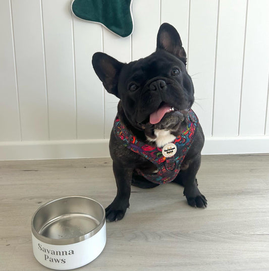 Stainless Dog Bowls