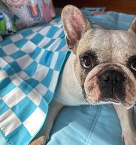 Pet Towel - Blue Checker