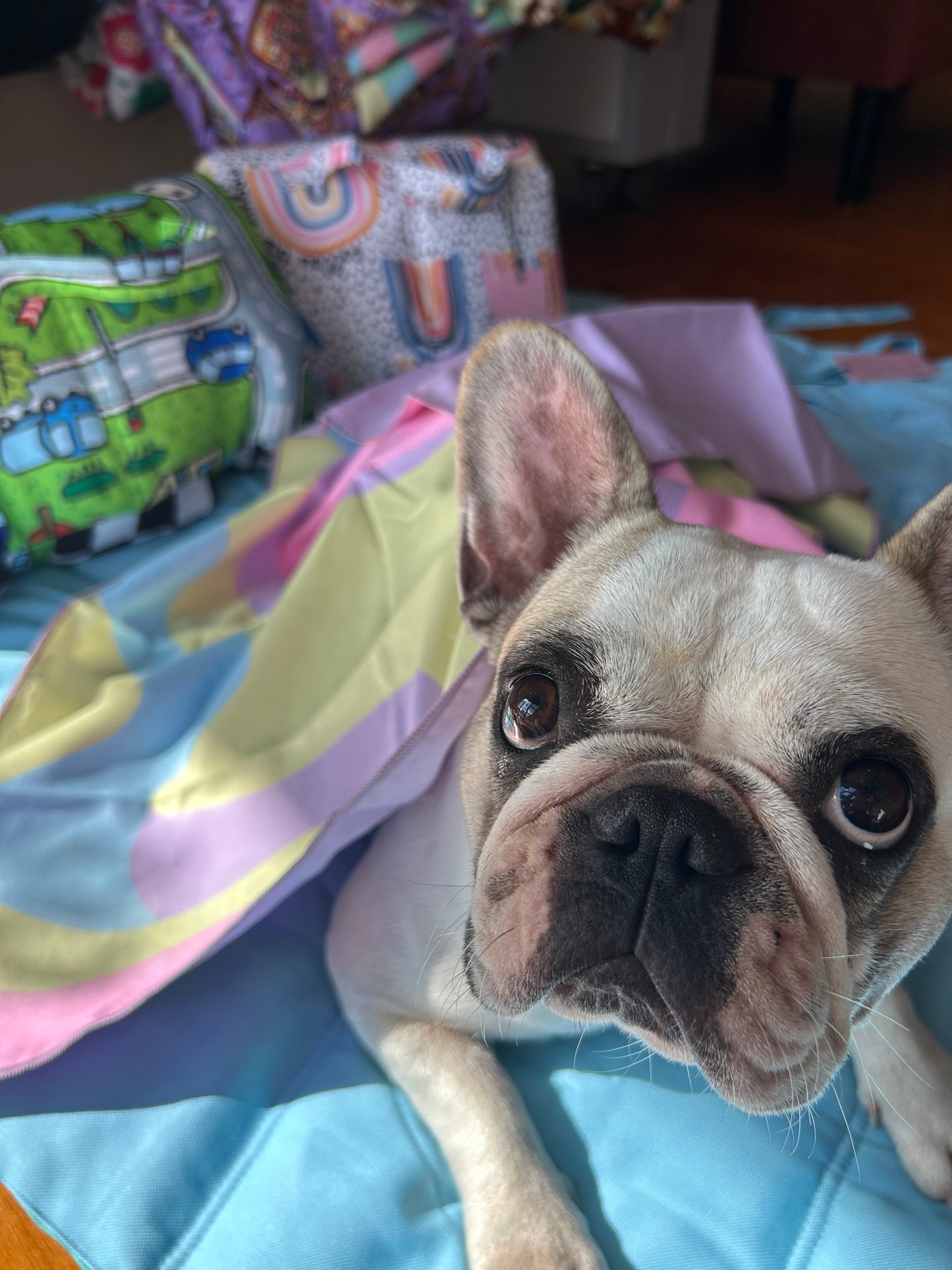 Pet Towel - Rainbow Swirl