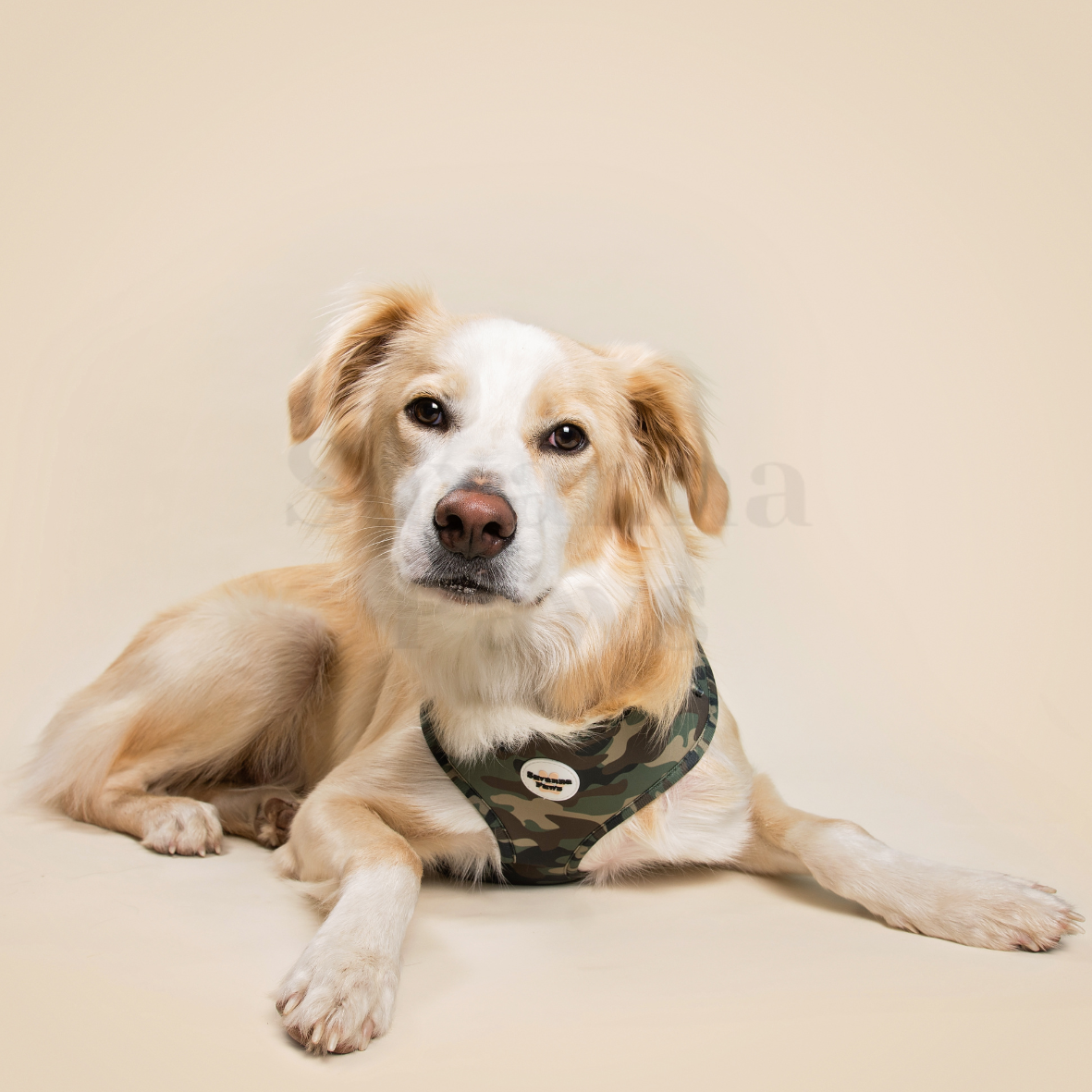 Camo - Harness