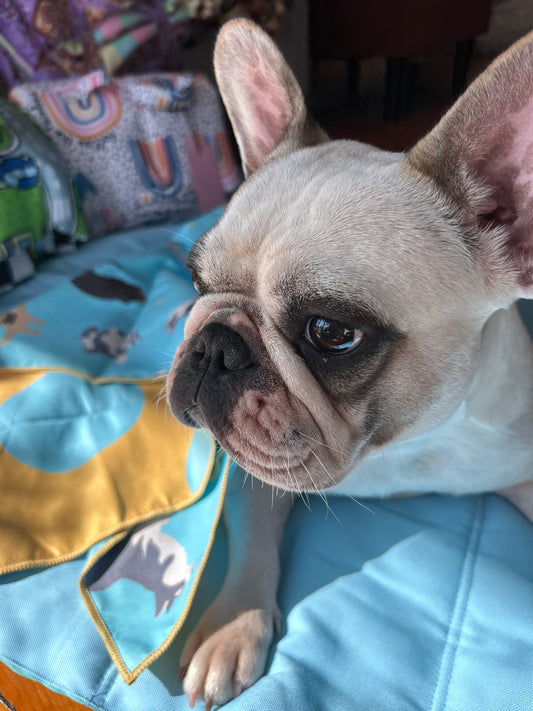 Pet Towel - Yoga Dogs