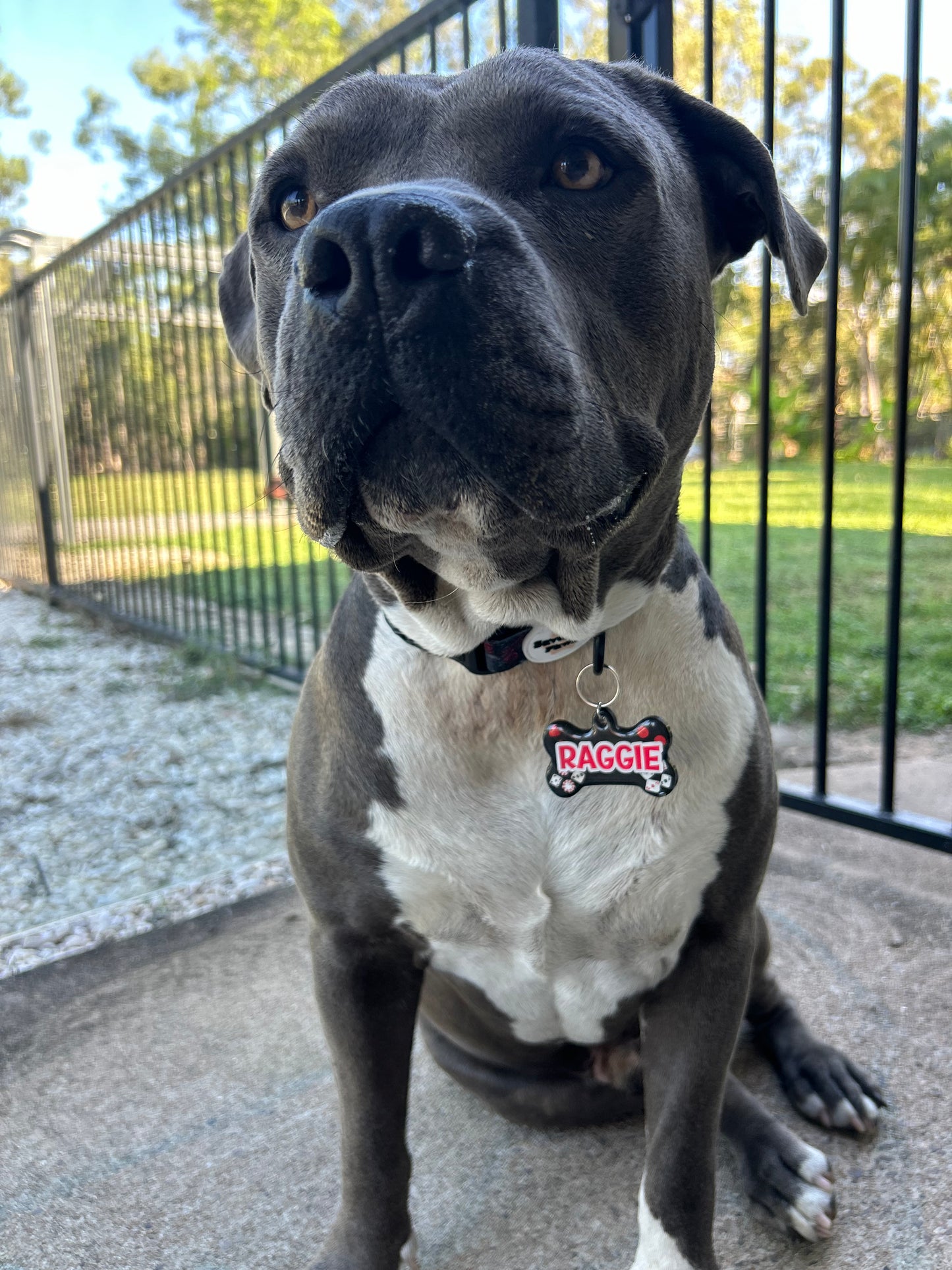 Poker Pet Tag