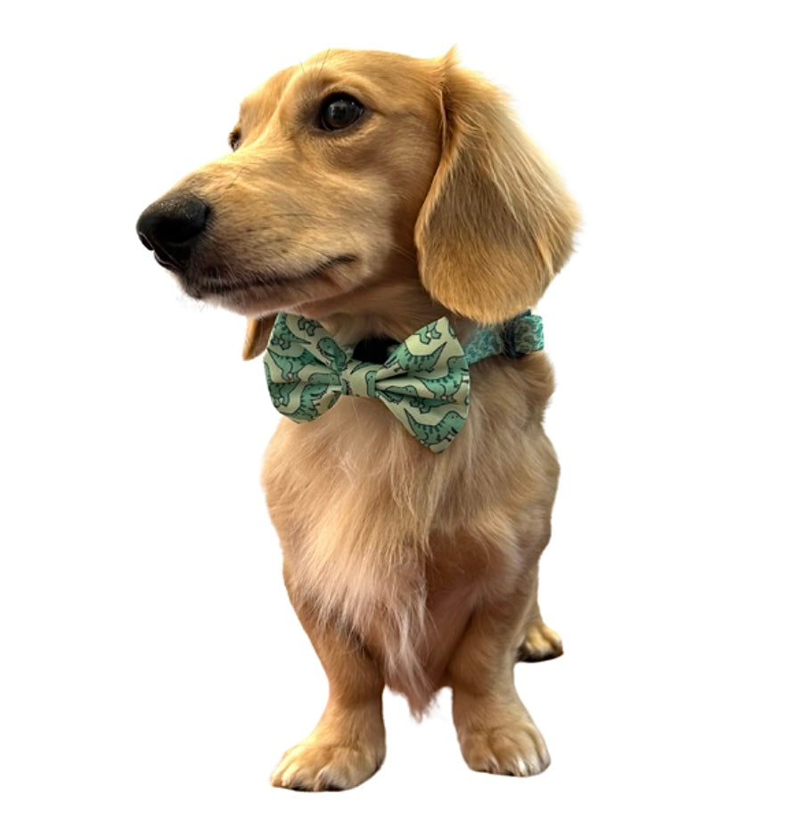 Rex - Bowtie