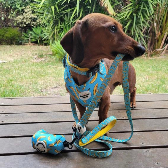 Banana Bender - Leash