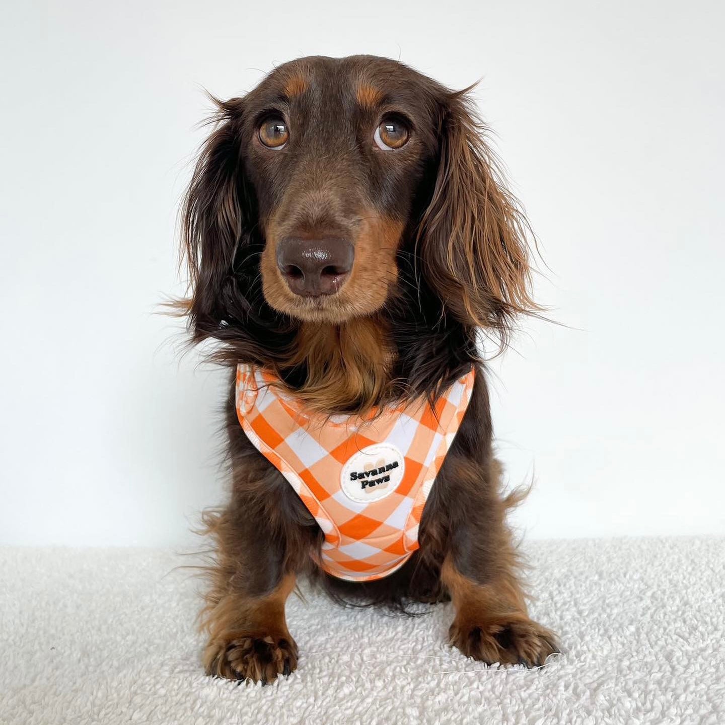 Orange Gingham - Harness