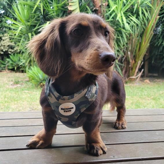 Camo - Harness